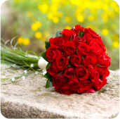 19 красных роз