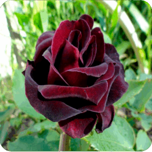 Роза Fiji Negro поштучно