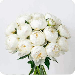 21 пионовидная роза